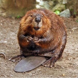 best trivia team names beaver